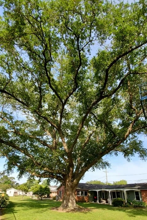 Before: a large live oak with a dense, low canopy crowding the house behind it.