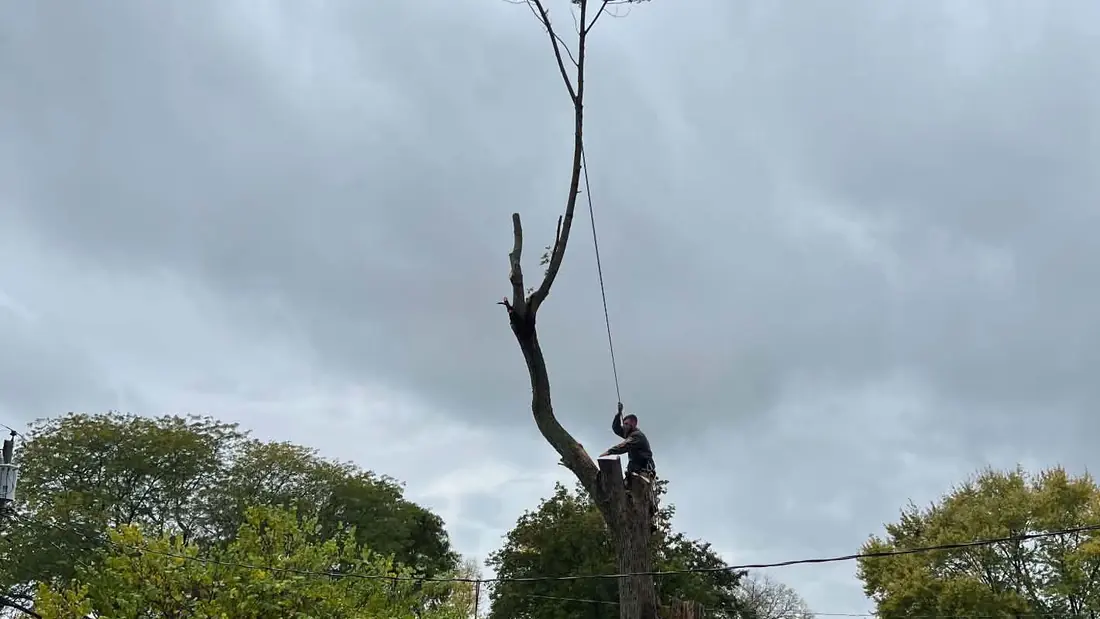 An Adkins climber roped in at the top of a bare spar, working it down over a row of back yards.