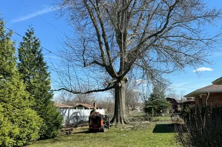 A storm-damaged tree beside a house with the chipper already pulled onto the lawn.
