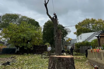 A freshly cut stump more than three feet across, sawdust and leaves around it.