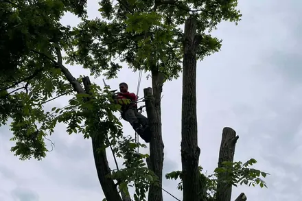 A climber tied in high on a maple, working the canopy back with cut limbs stacked beside him.